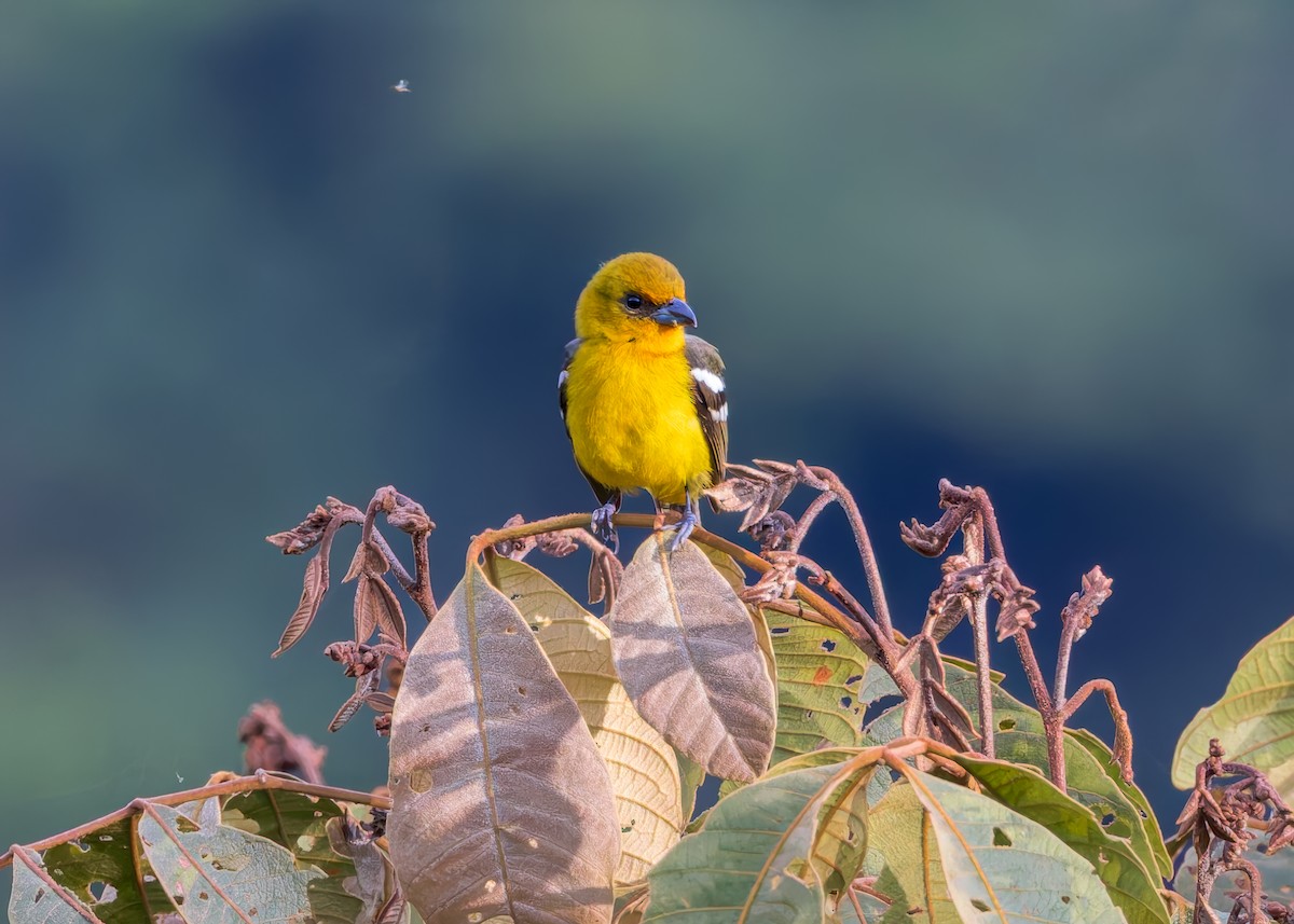 Ak Kanatlı Piranga - ML646513815