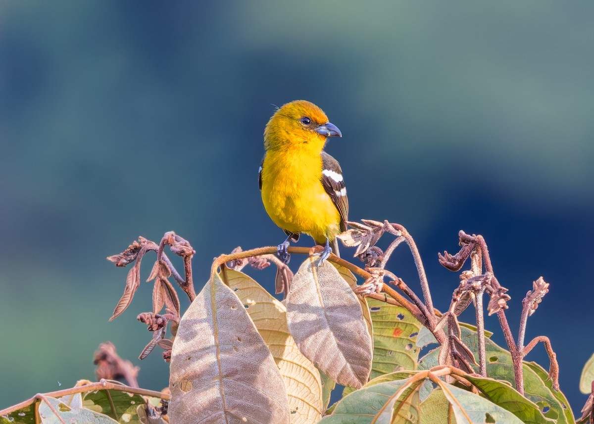 Ak Kanatlı Piranga - ML646513816