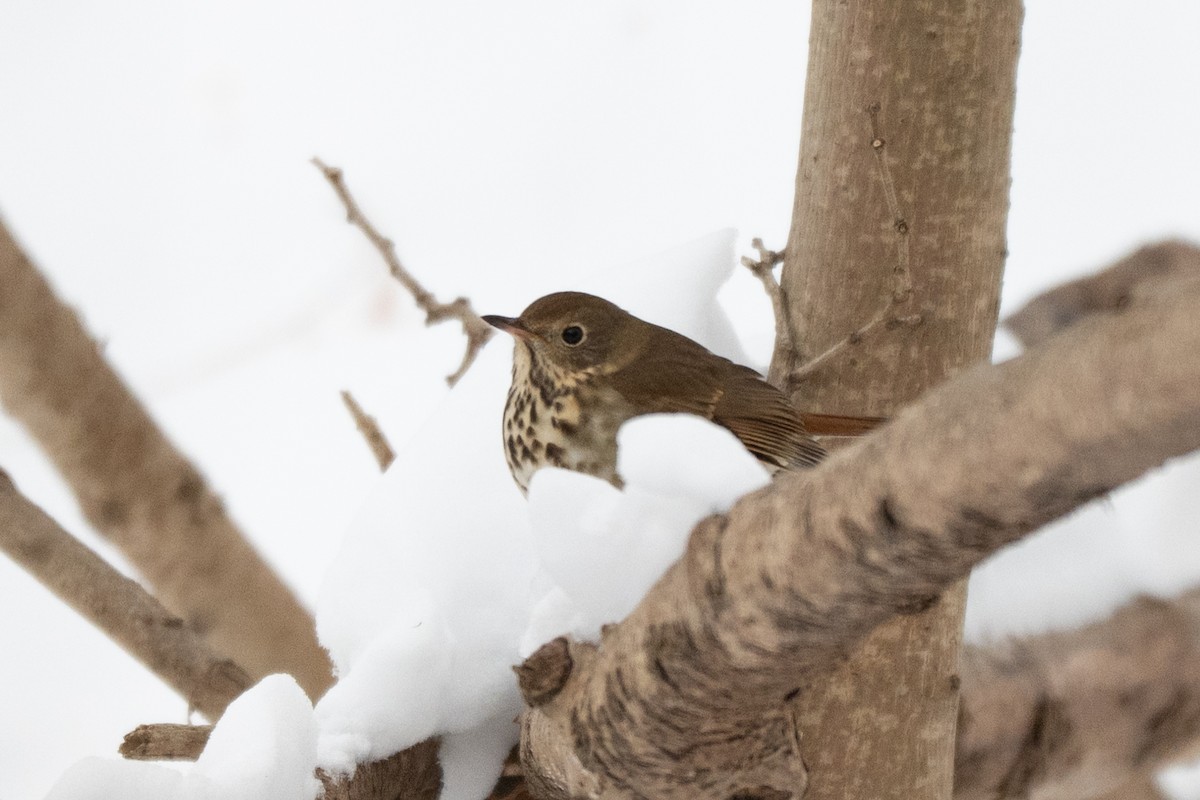 Einsiedler-Musendrossel - ML646513828