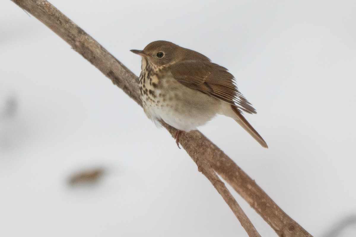 Grive solitaire - ML646513829