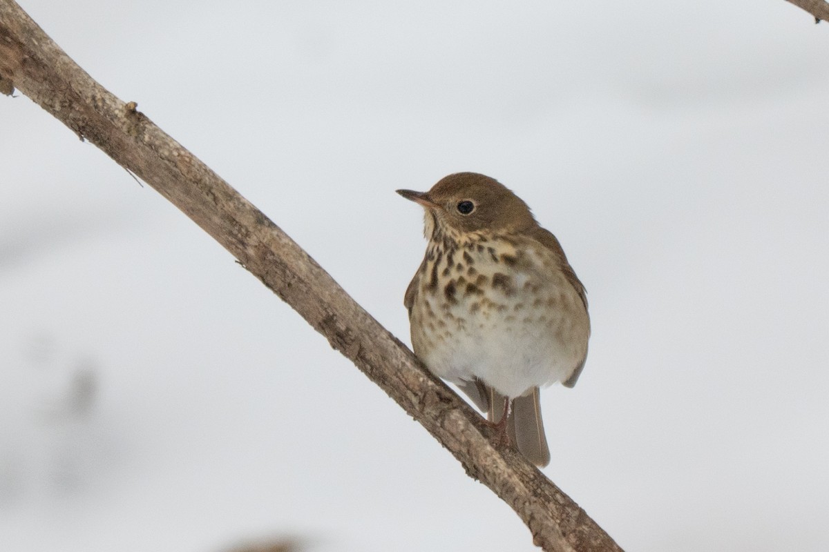 Grive solitaire - ML646513830