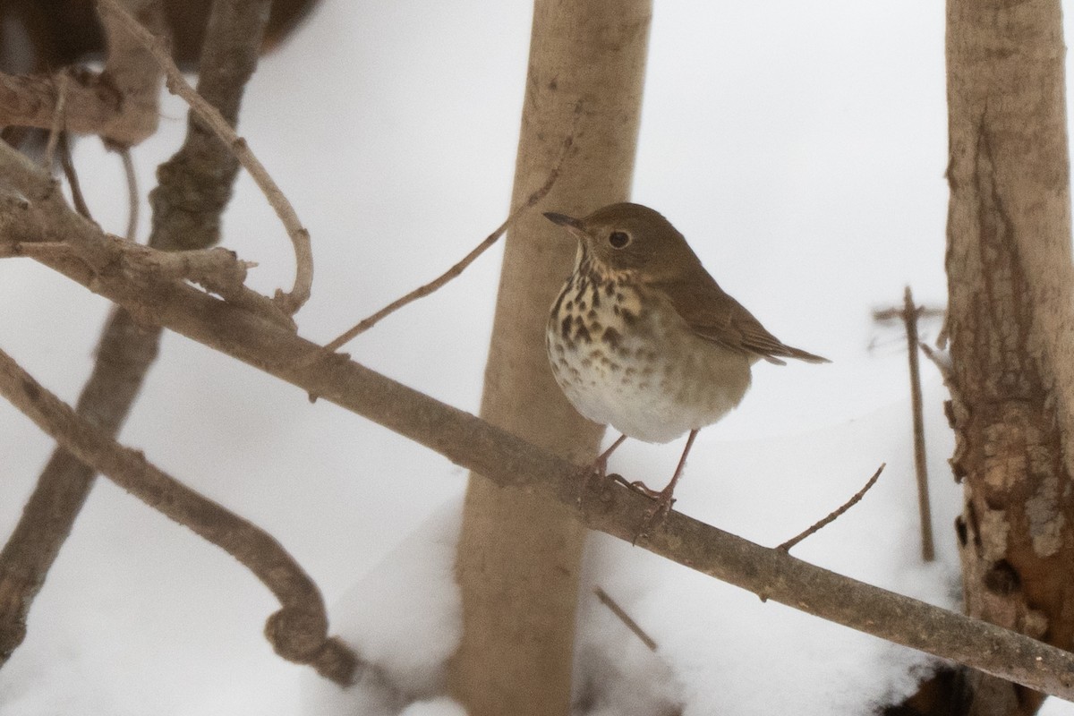 Grive solitaire - ML646513831