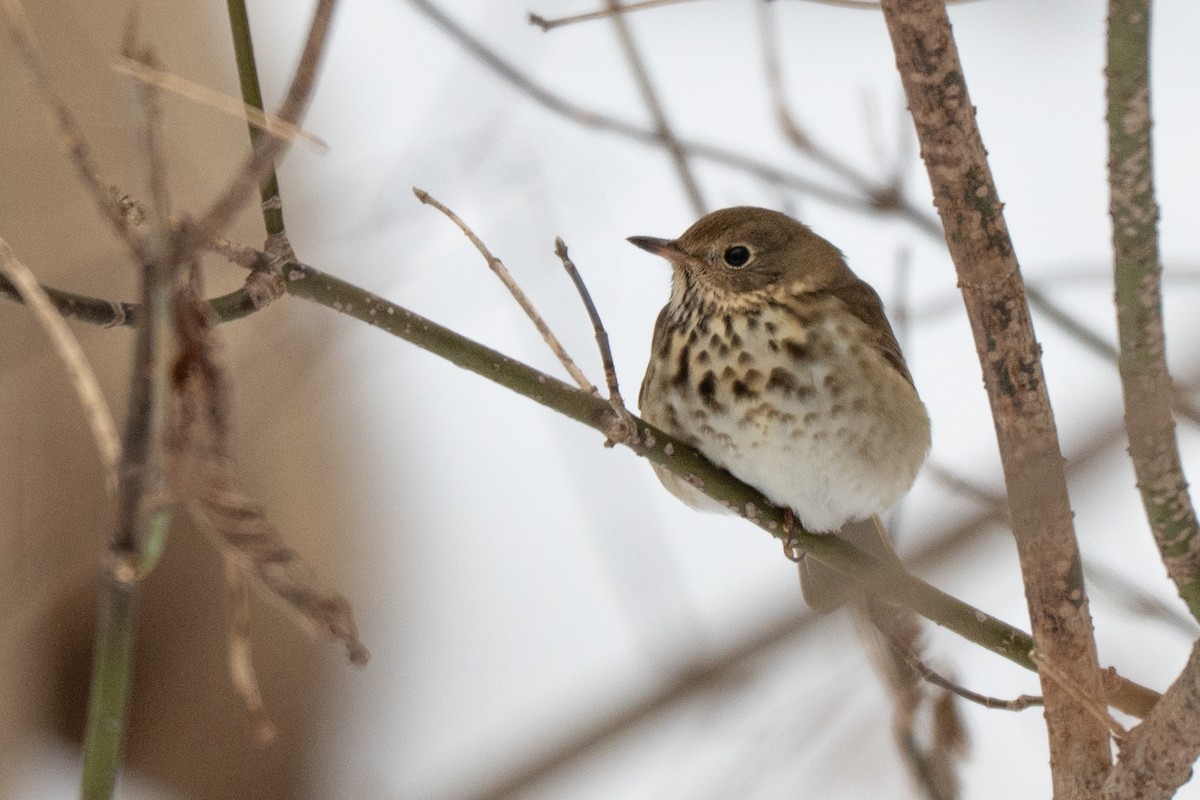 Grive solitaire - ML646513832