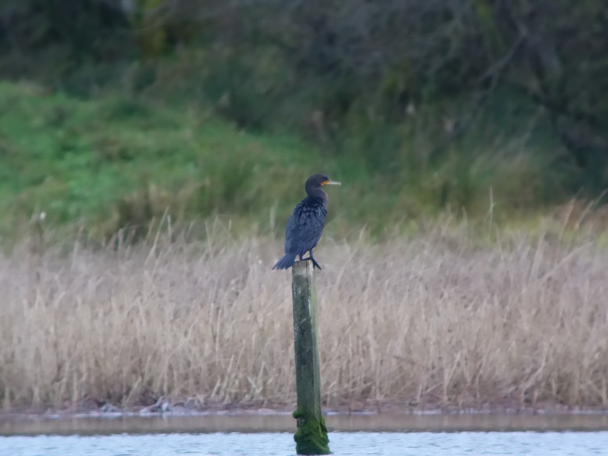 Ушастый баклан - ML646513833