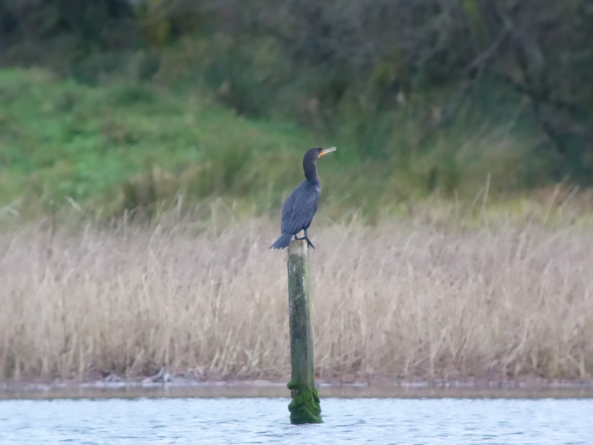 Ушастый баклан - ML646513834