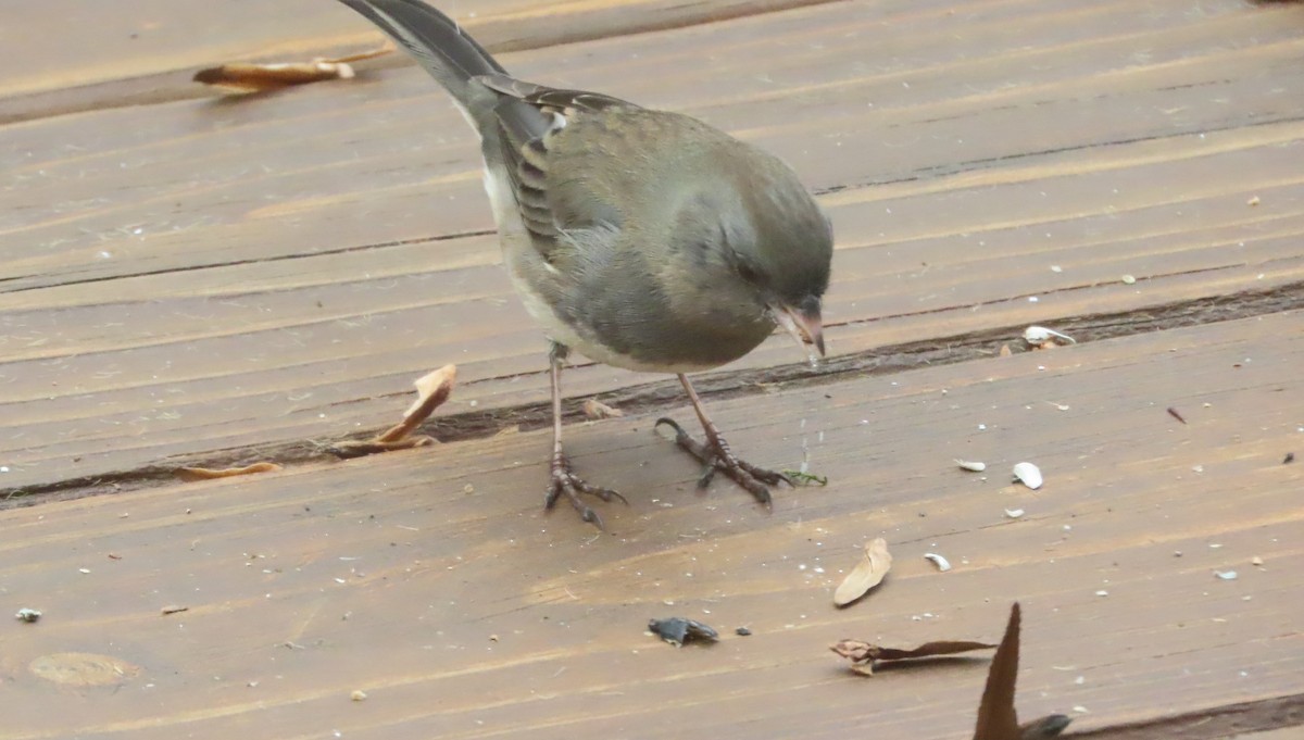 Dark-eyed Junco - ML646513835