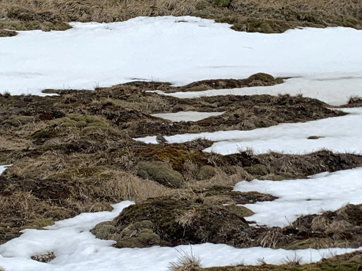 gulkronemarktyrann - ML646513837