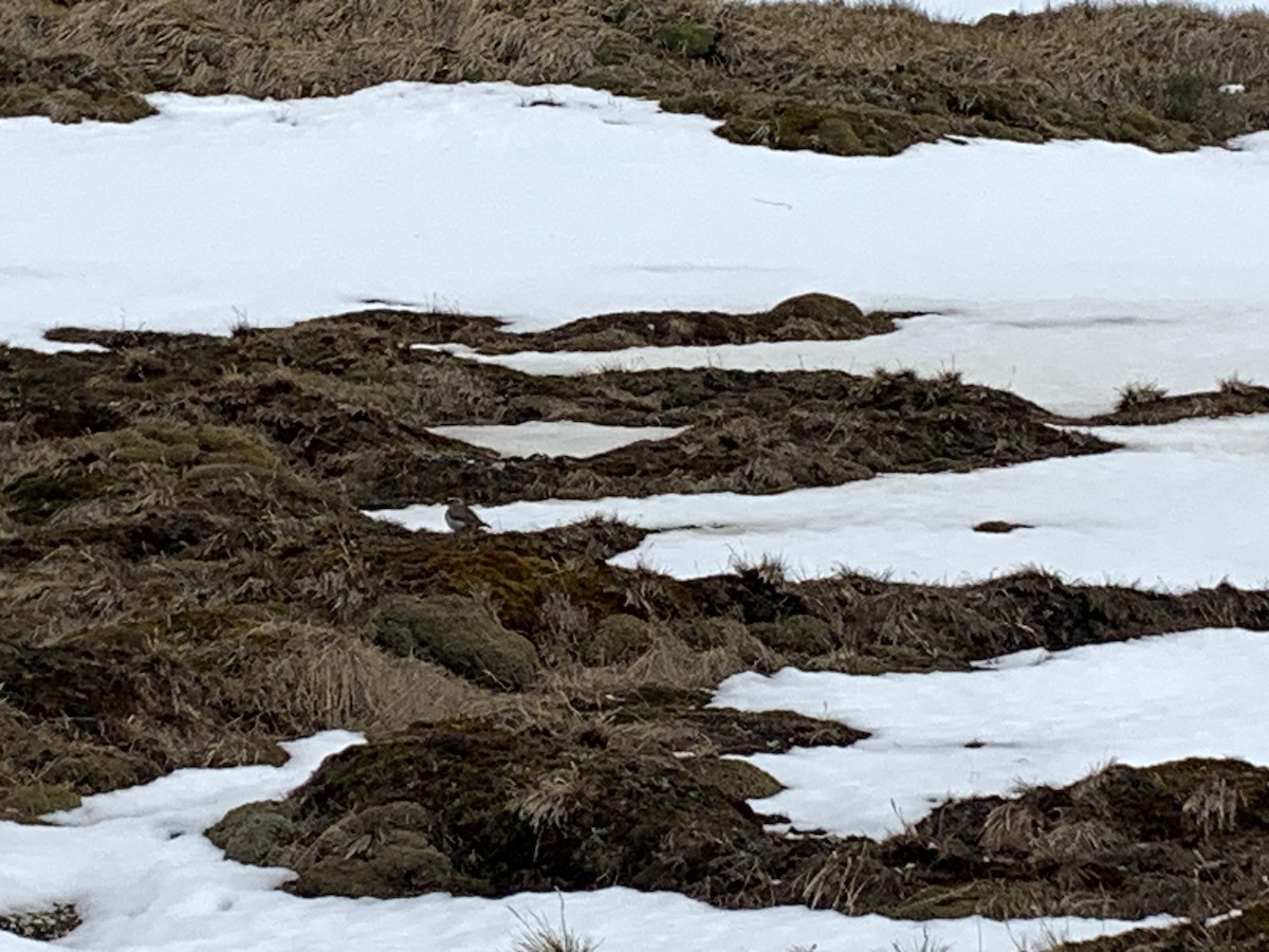 gulkronemarktyrann - ML646513838