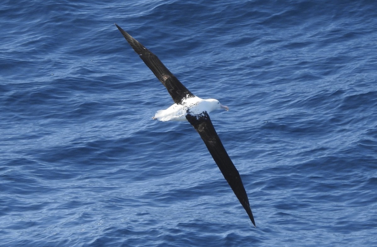 Northern Royal Albatross - ML646513841