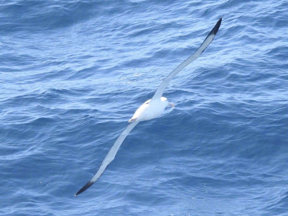 Northern Royal Albatross - ML646513842