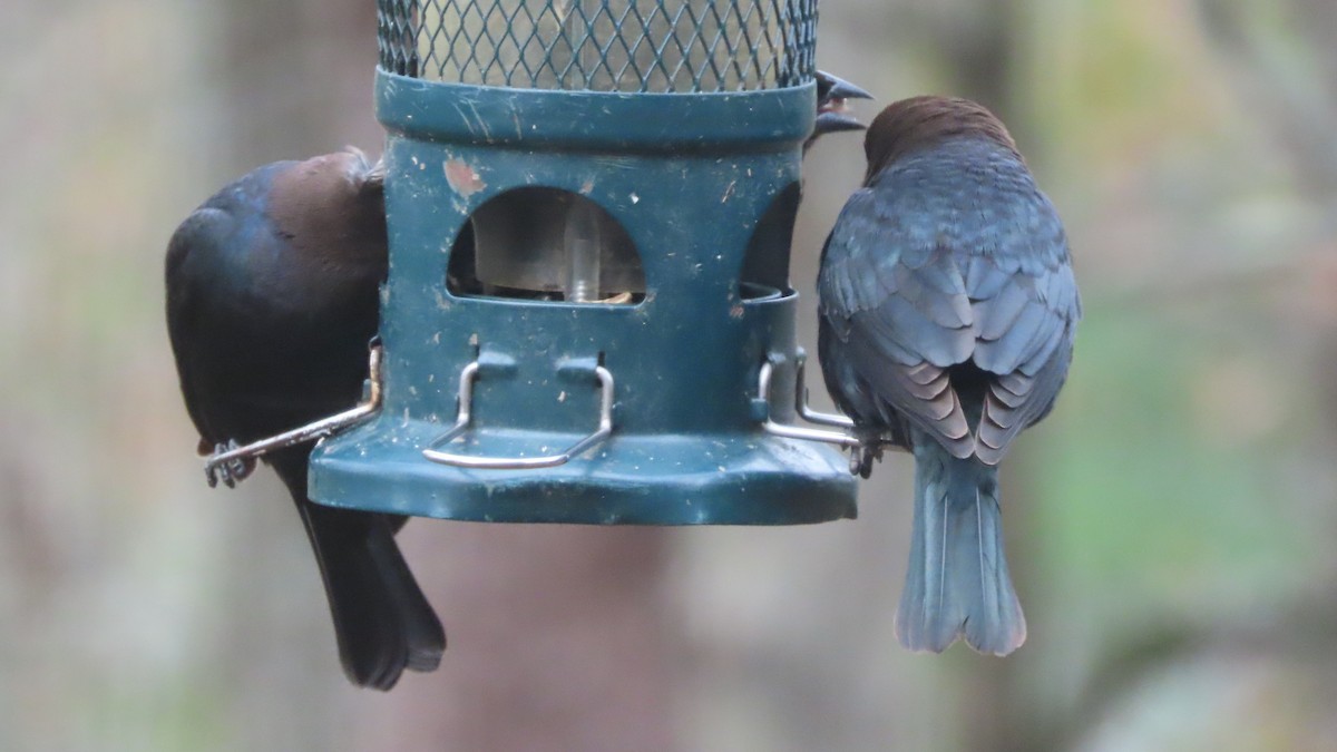 Brown-headed Cowbird - ML646513843