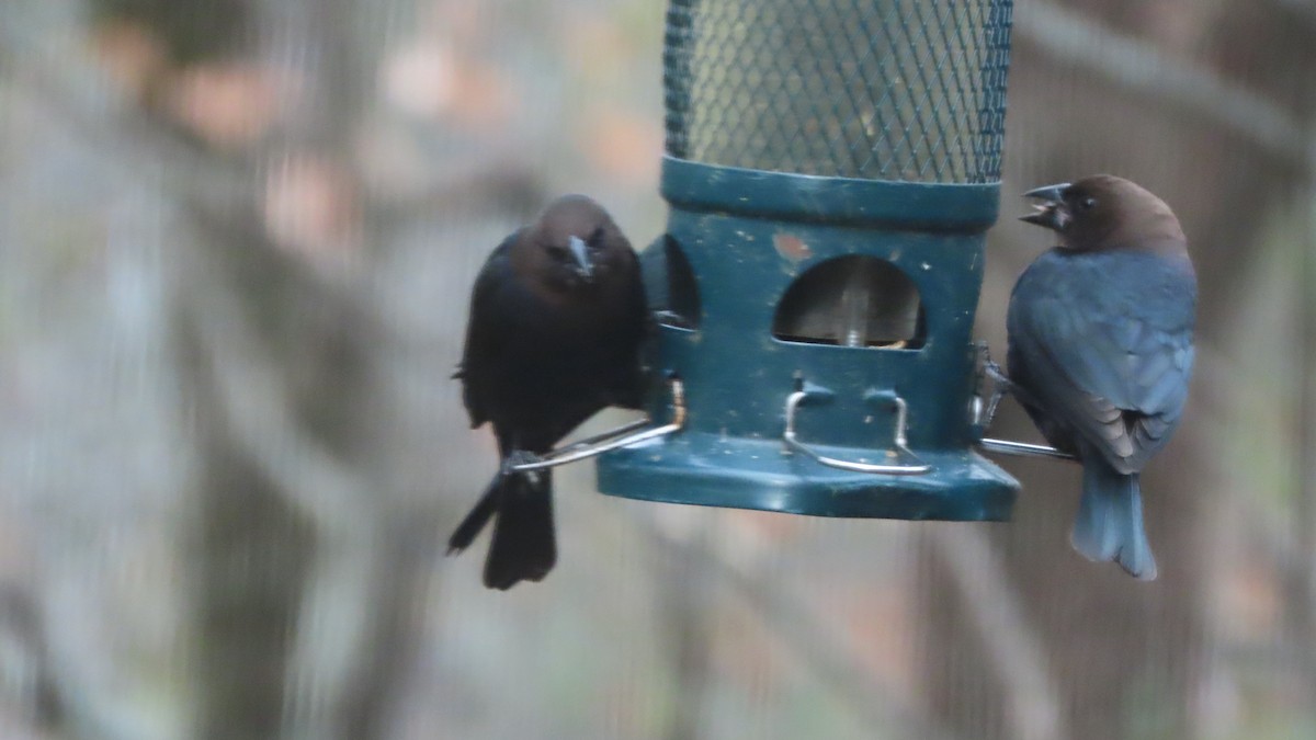 Brown-headed Cowbird - ML646513844