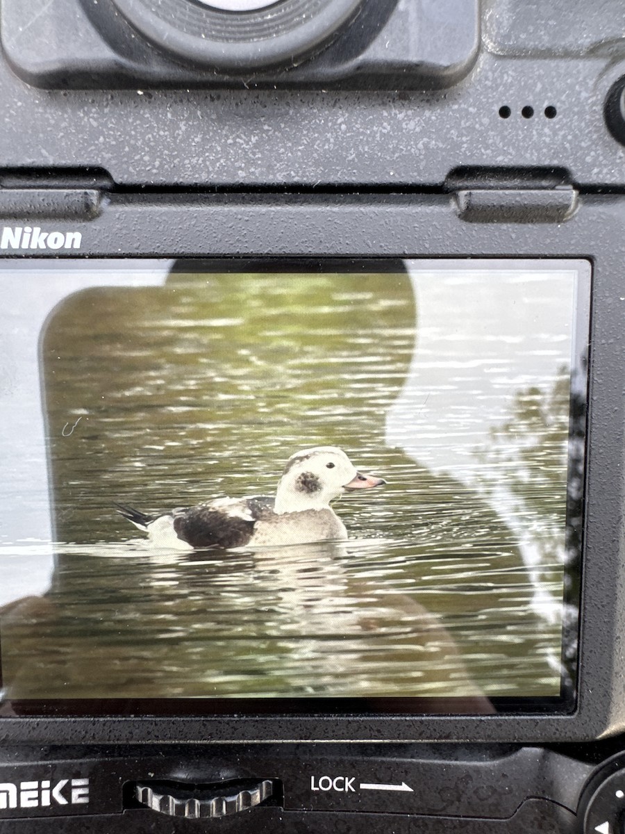 長尾鴨 - ML646513848