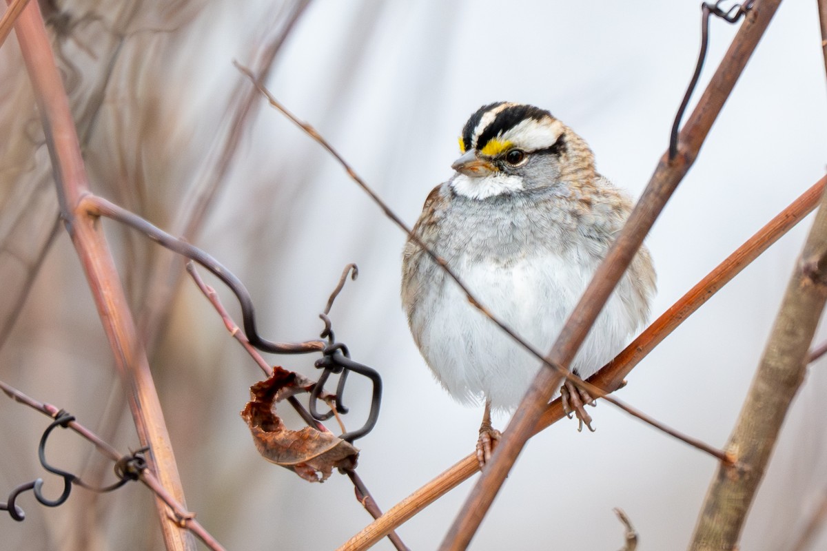 Weißkehlammer - ML646513849