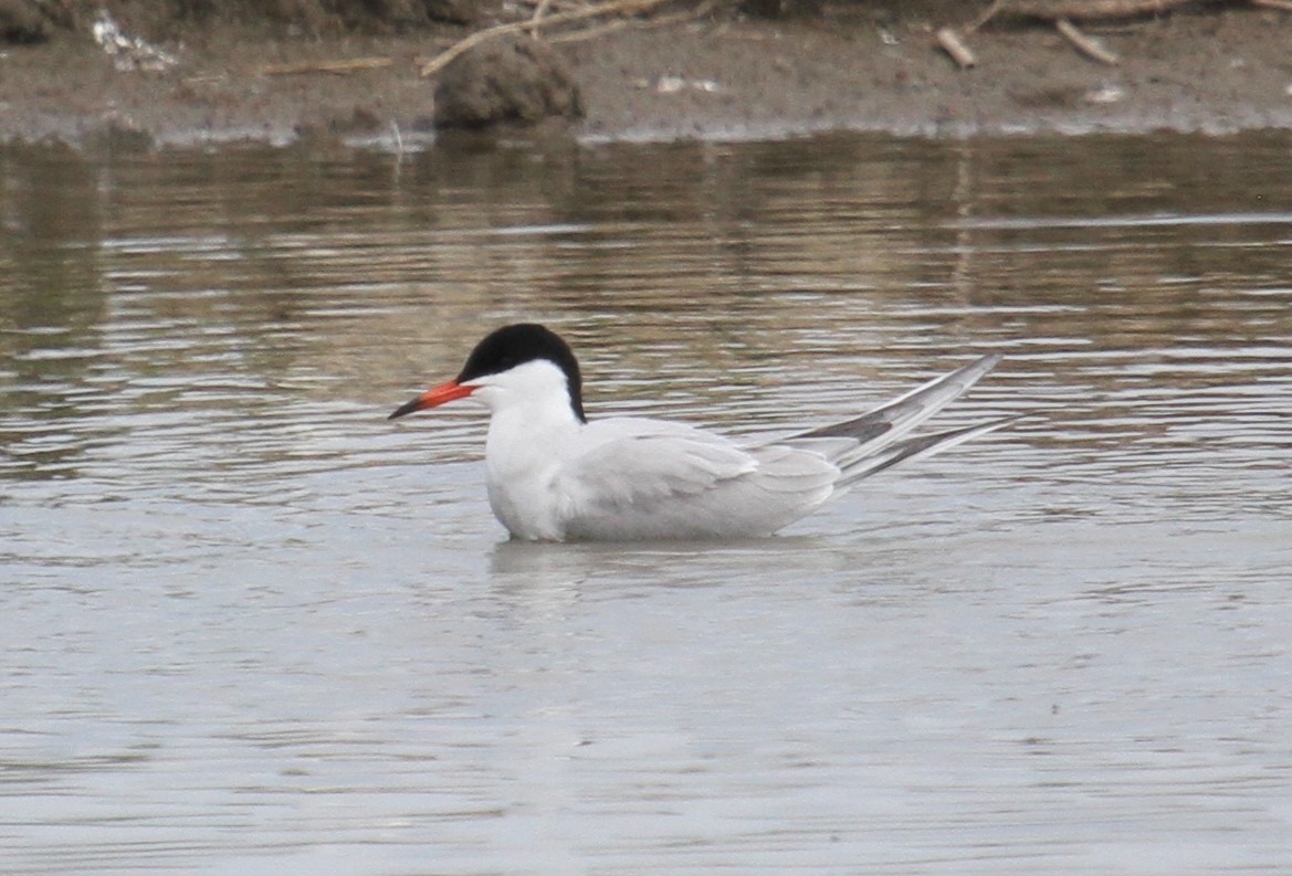 Речная крачка - ML646513852