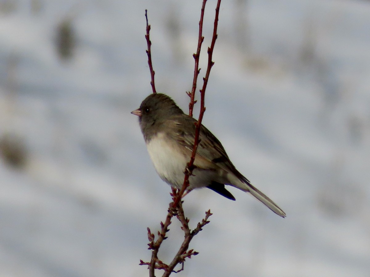 strnadec zimní (ssp. hyemalis/carolinensis/cismontanus) - ML646513854