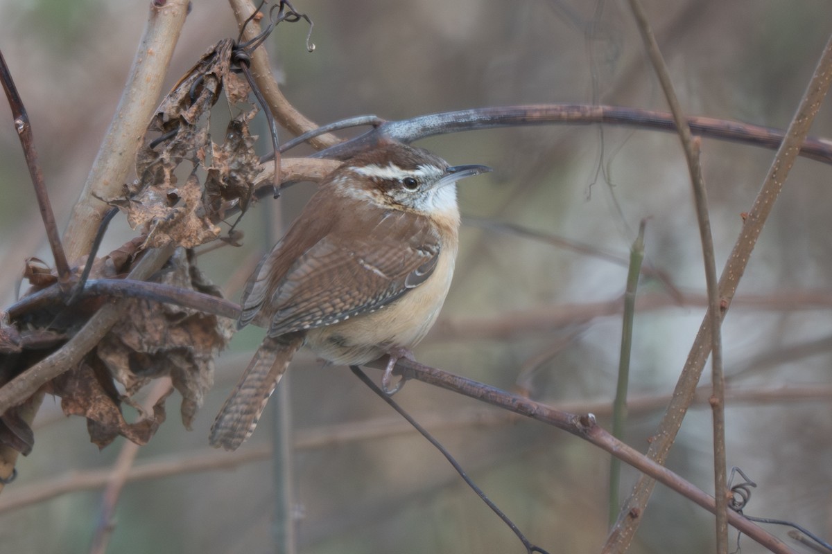 Carolinazaunkönig - ML646513855