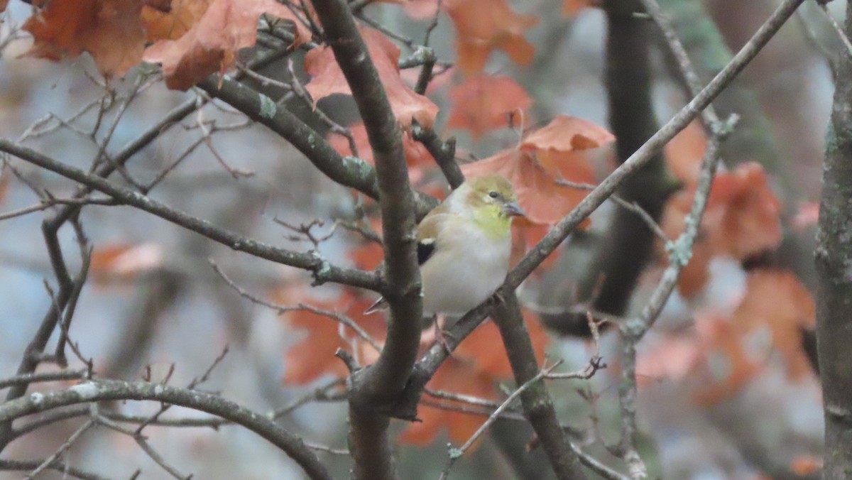 American Goldfinch - ML646513856