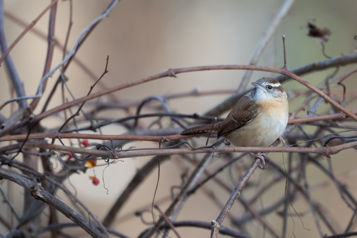 Carolinazaunkönig - ML646513857