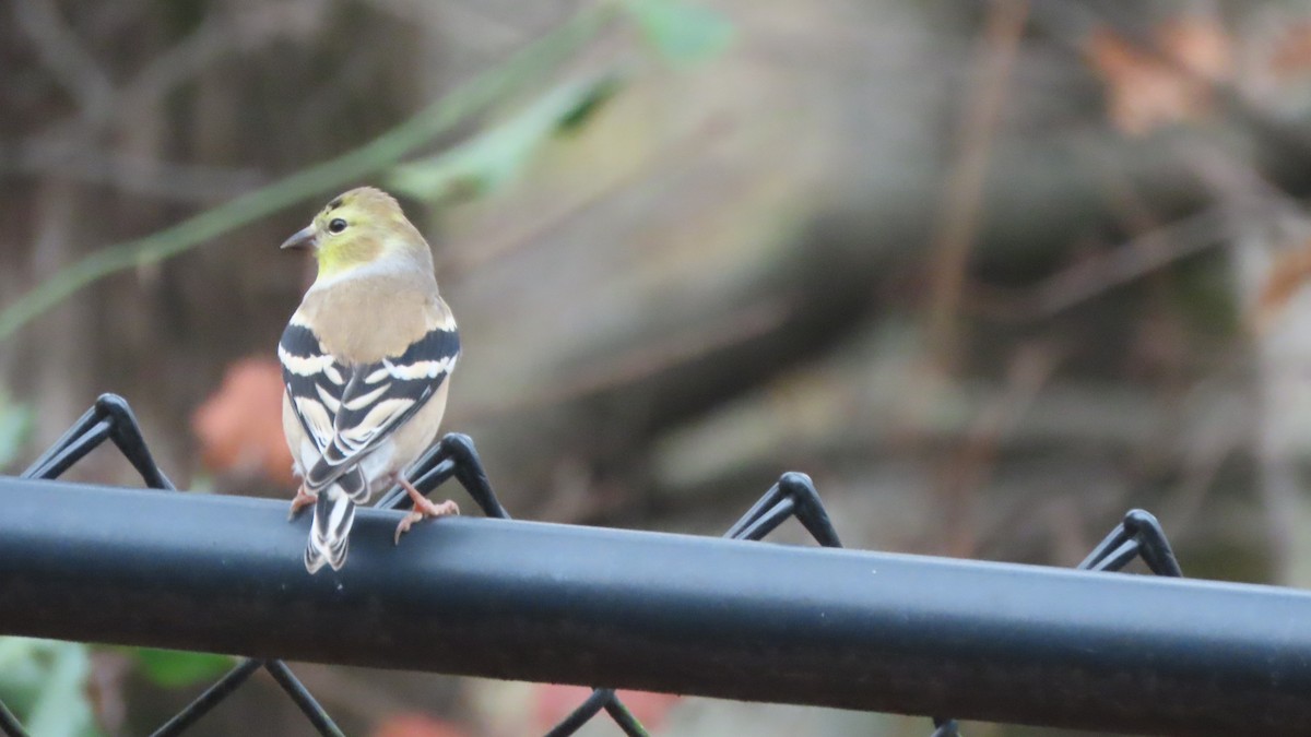 American Goldfinch - ML646513858