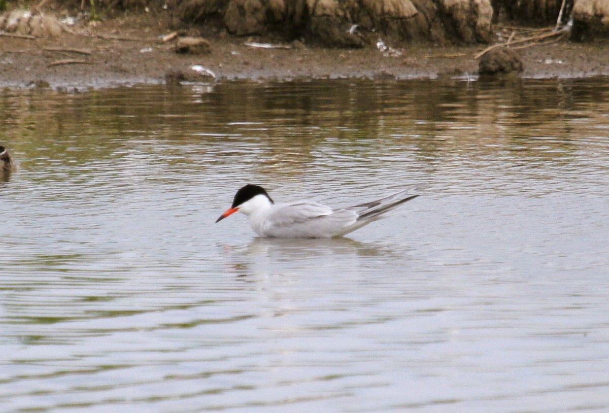 Common Tern - ML646513866