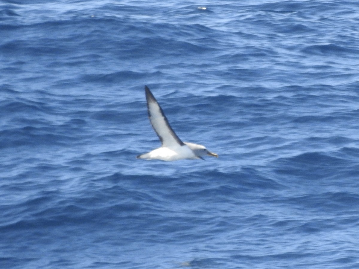 Buller's Albatross - ML646513868