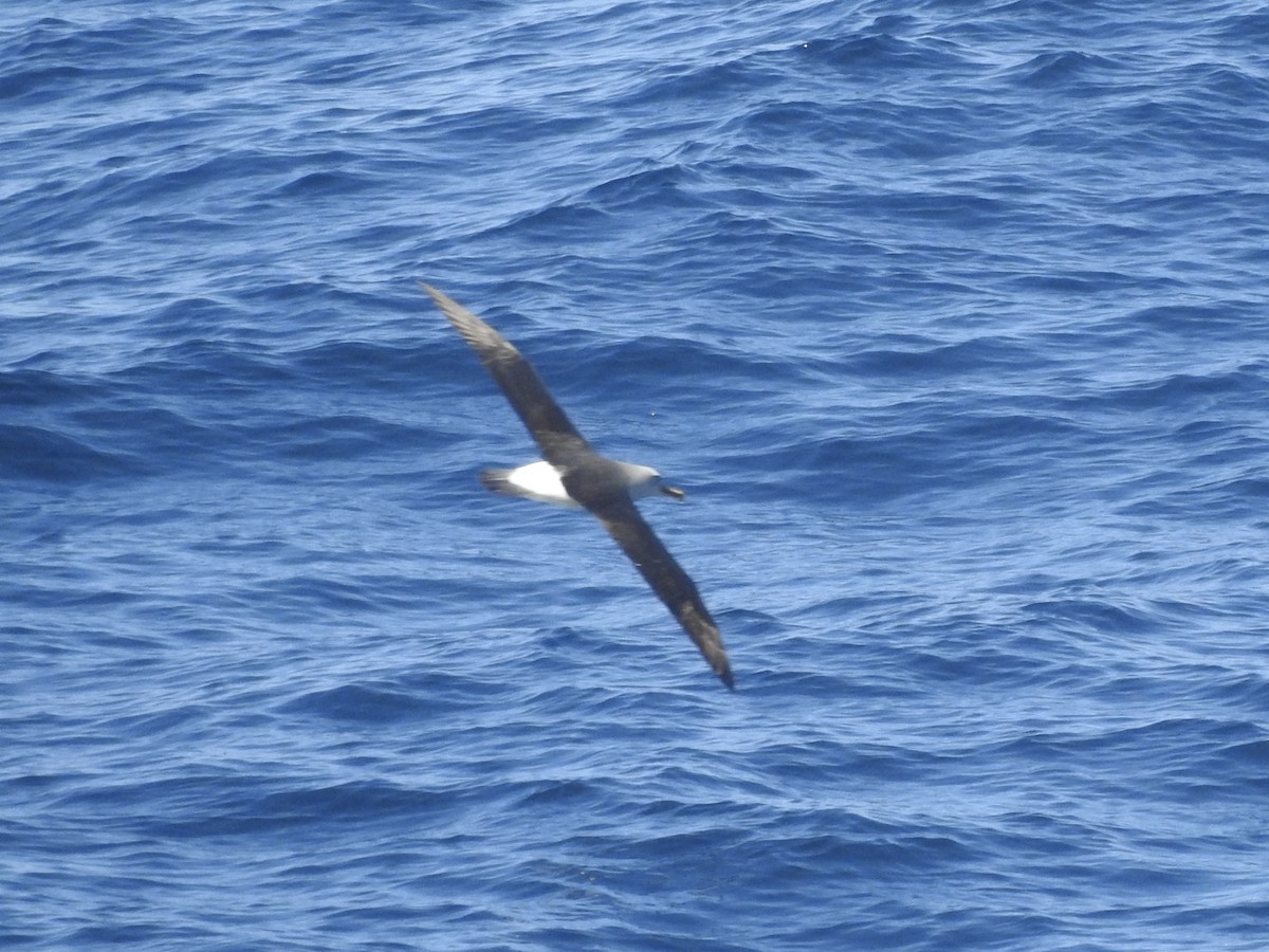 Buller's Albatross - ML646513869