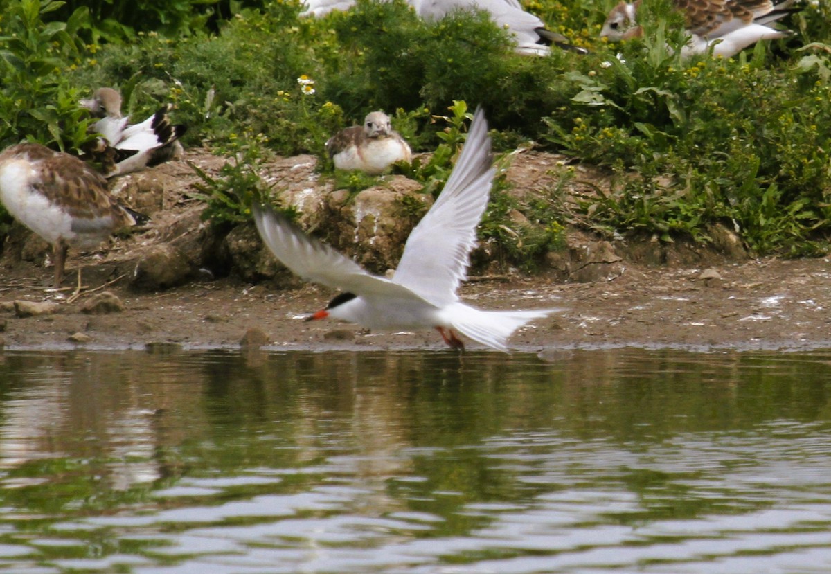 Common Tern - ML646513871