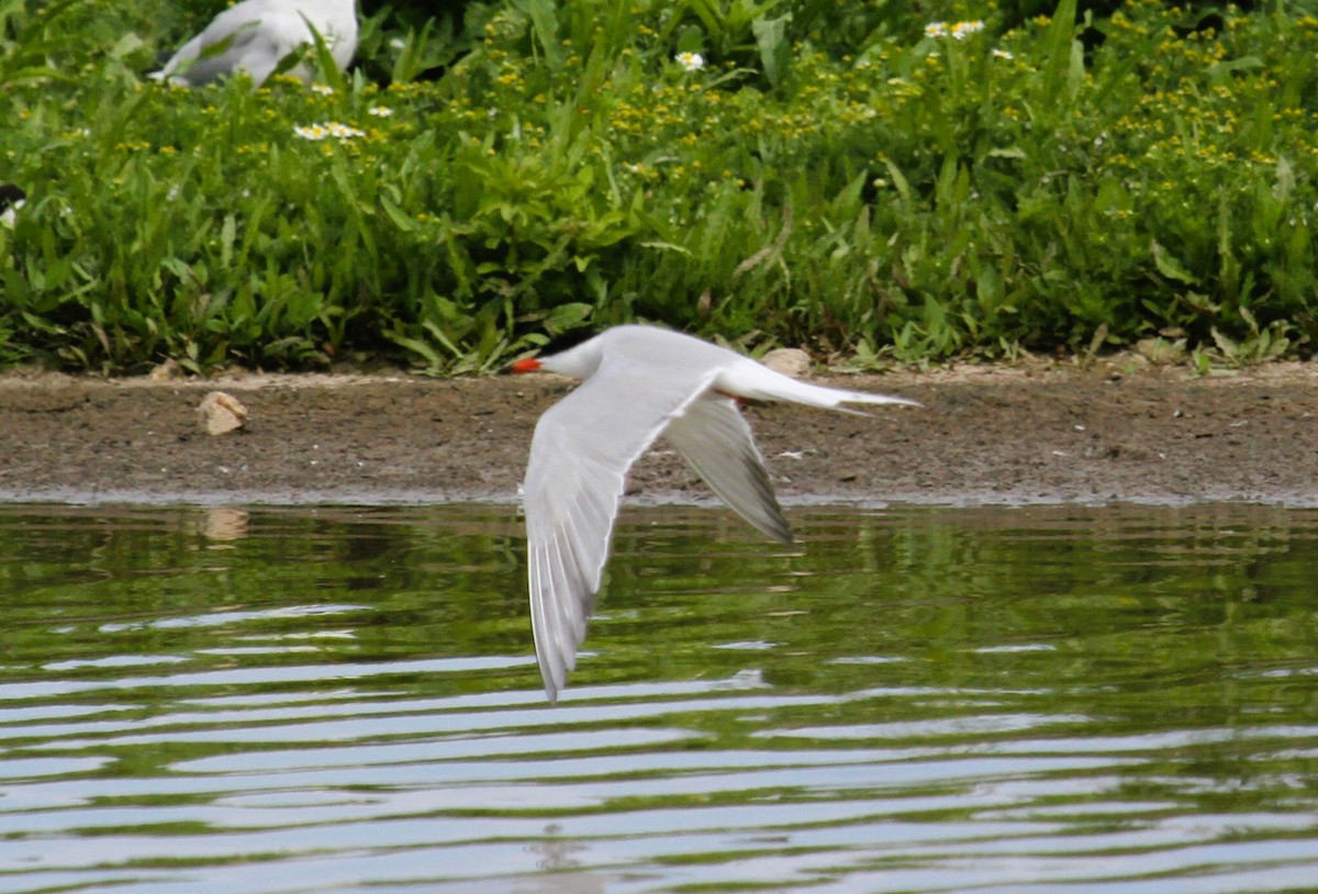 Common Tern - ML646513875