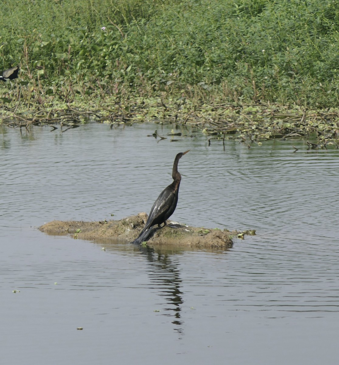 Oriental Darter - ML646513876