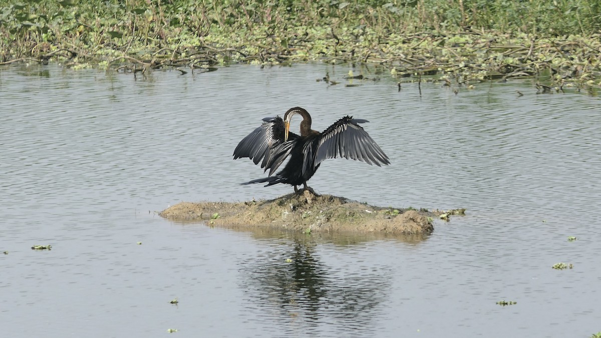 Oriental Darter - ML646513877