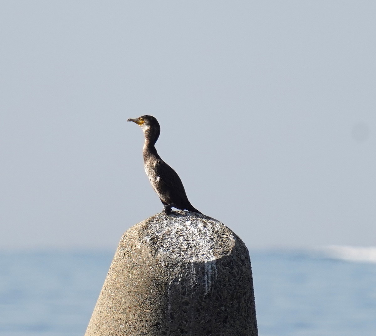 Japanese Cormorant - ML646513878
