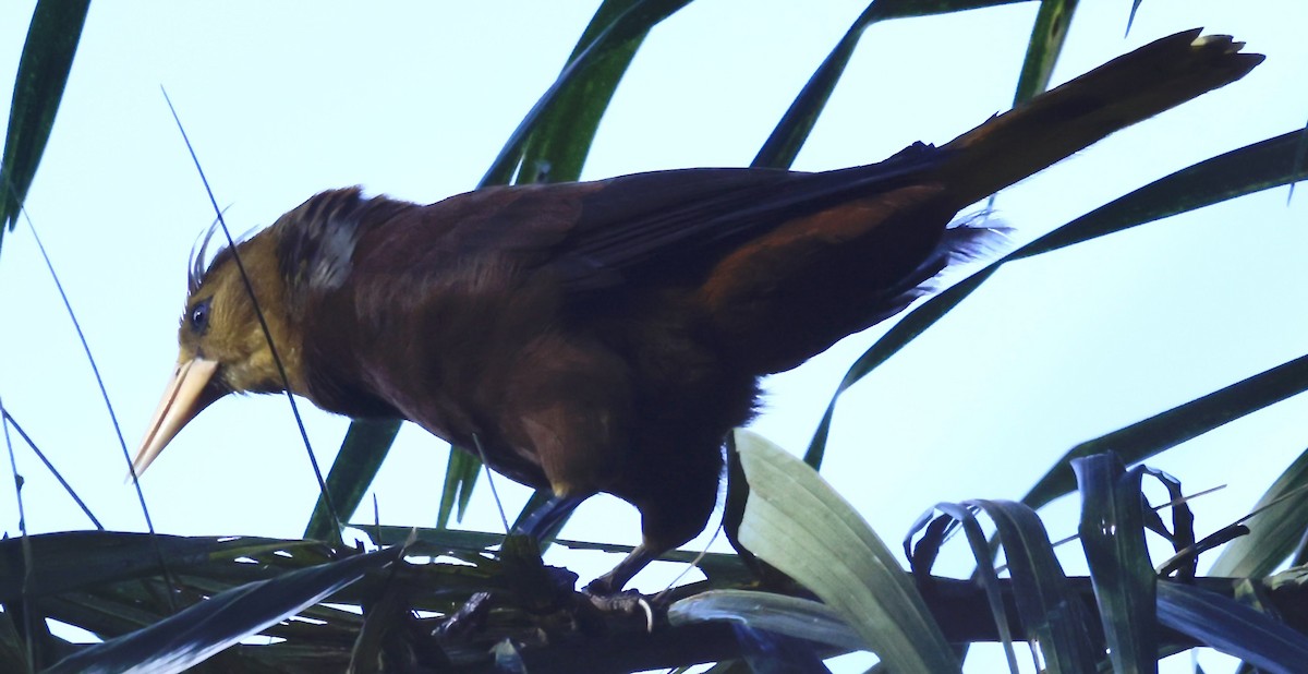 Russet-backed Oropendola - ML646513879