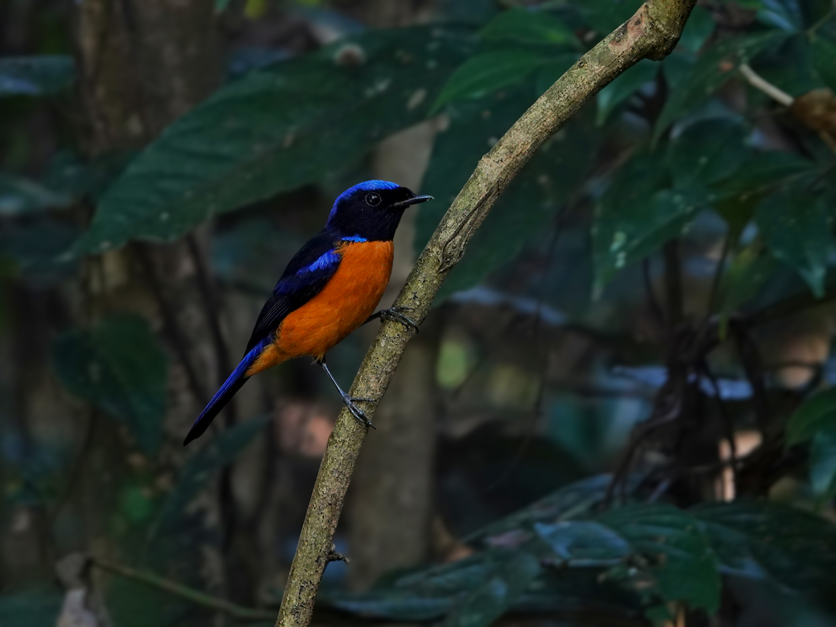 Rufous-bellied Niltava - ML646513882