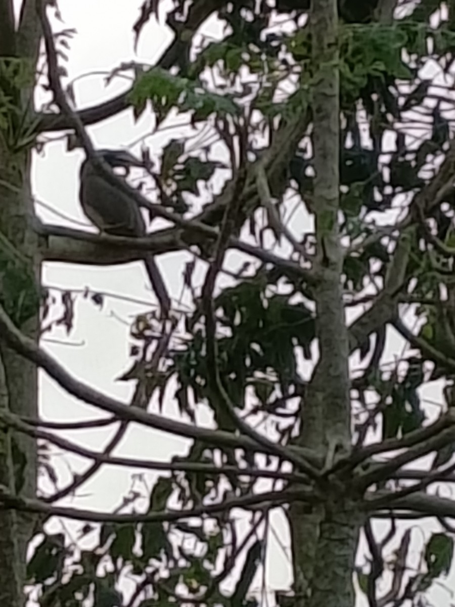 Indian Gray Hornbill - ML646513883