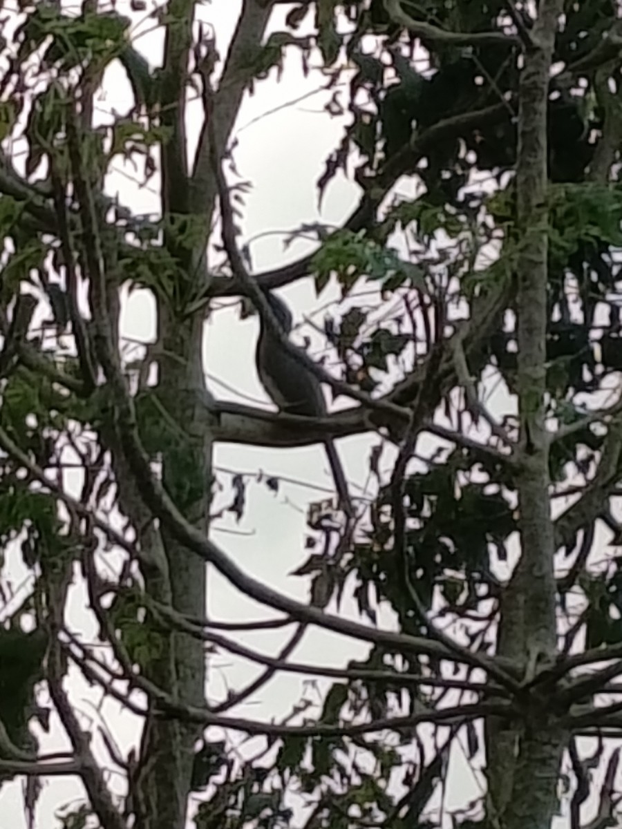 Indian Gray Hornbill - ML646513884