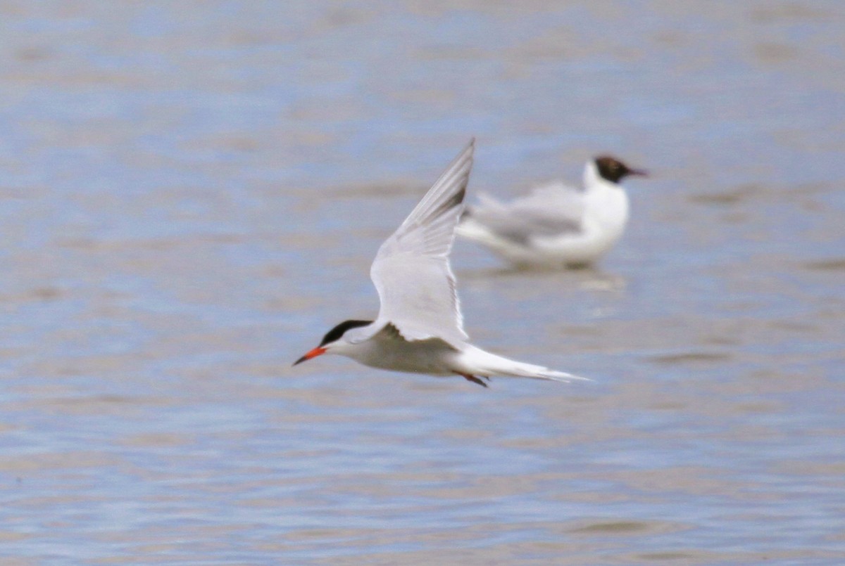 Common Tern - ML646513886