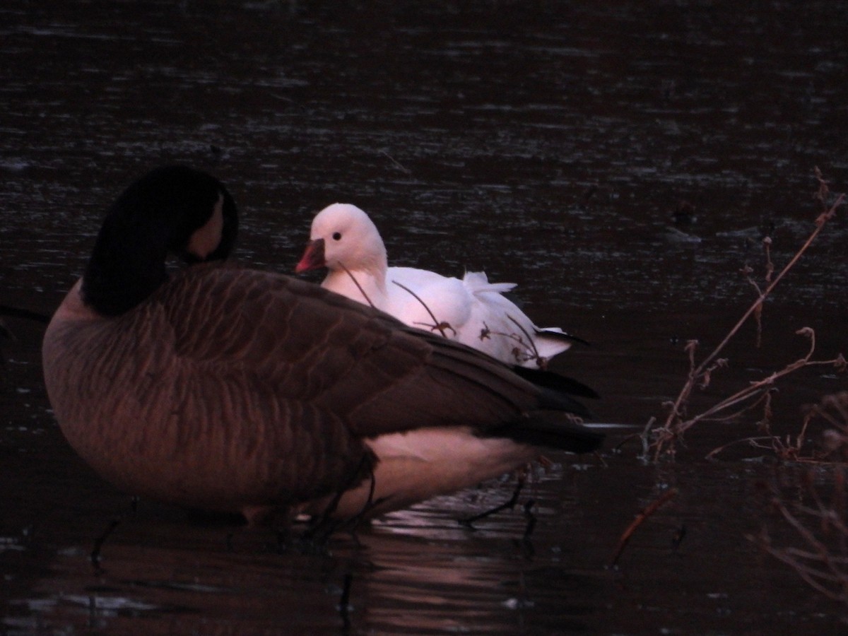 Гусь Росса - ML646513897