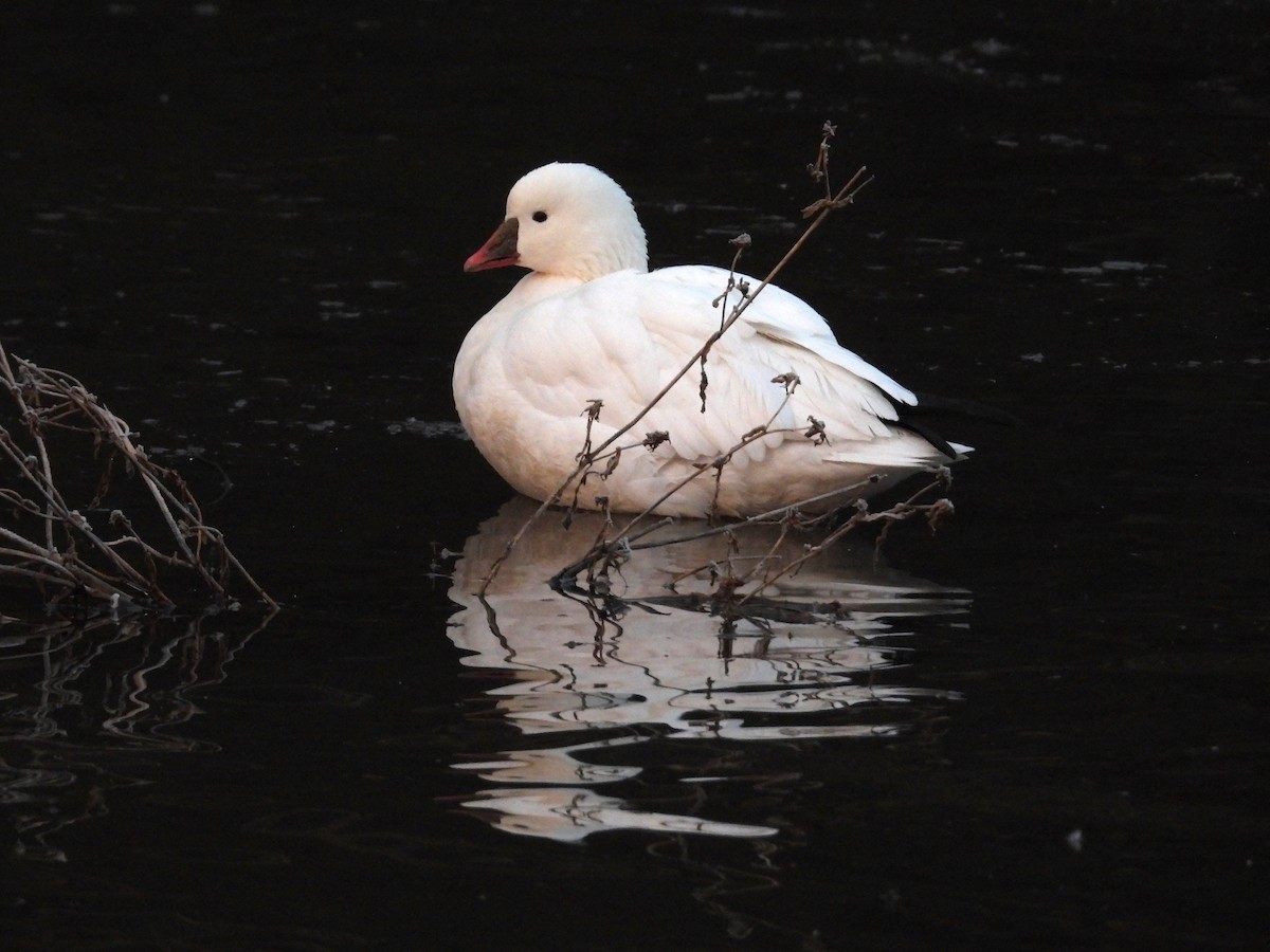 Гусь Росса - ML646513898