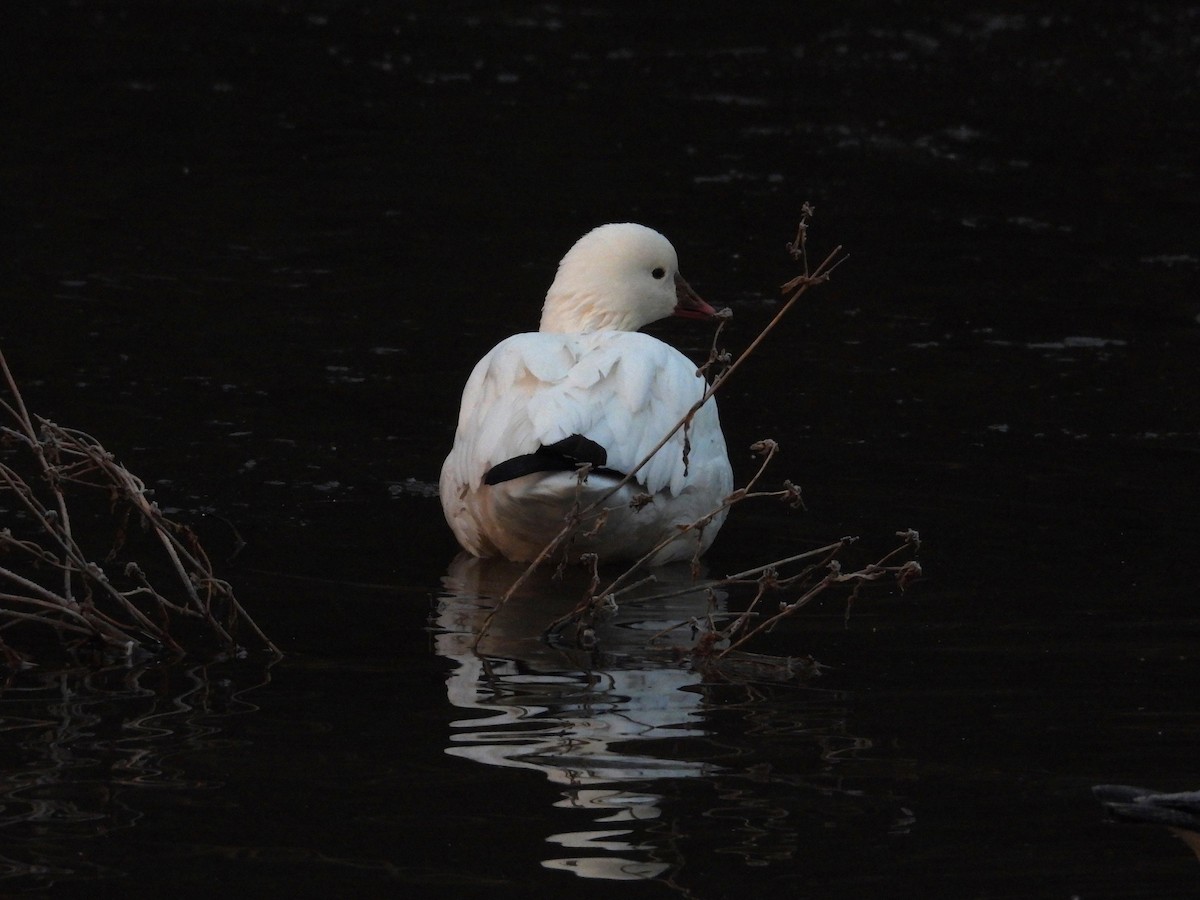 Гусь Росса - ML646513899