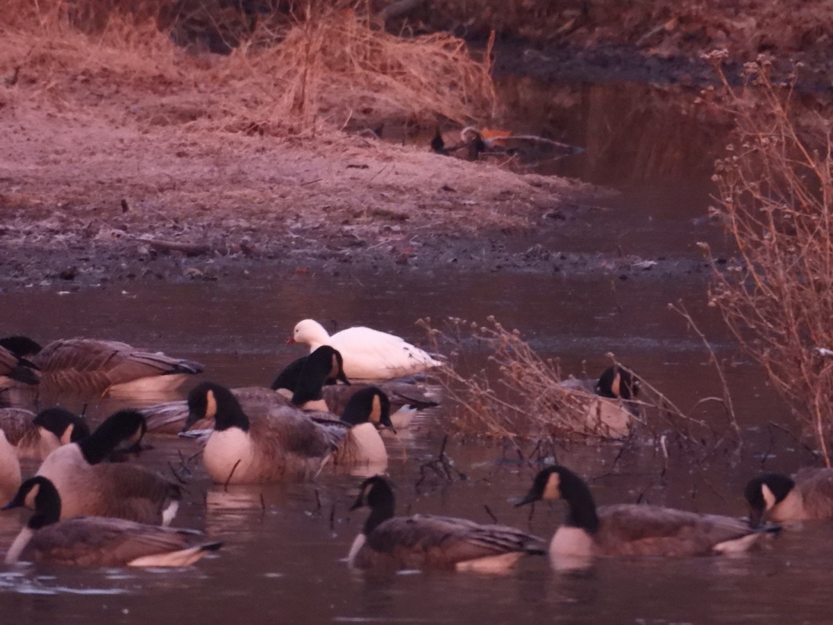 Гусь Росса - ML646513901