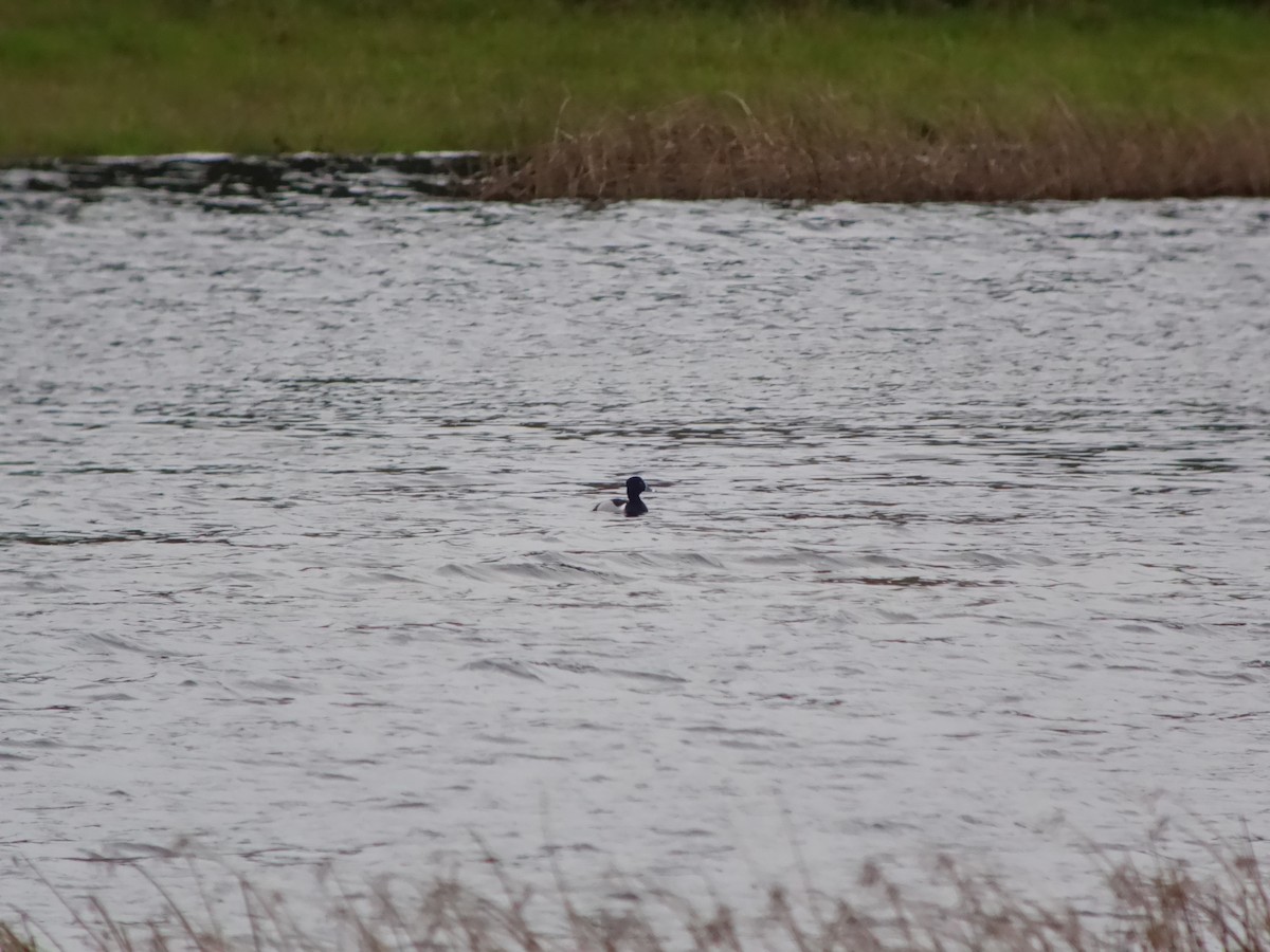 Ring-necked Duck - ML646513902