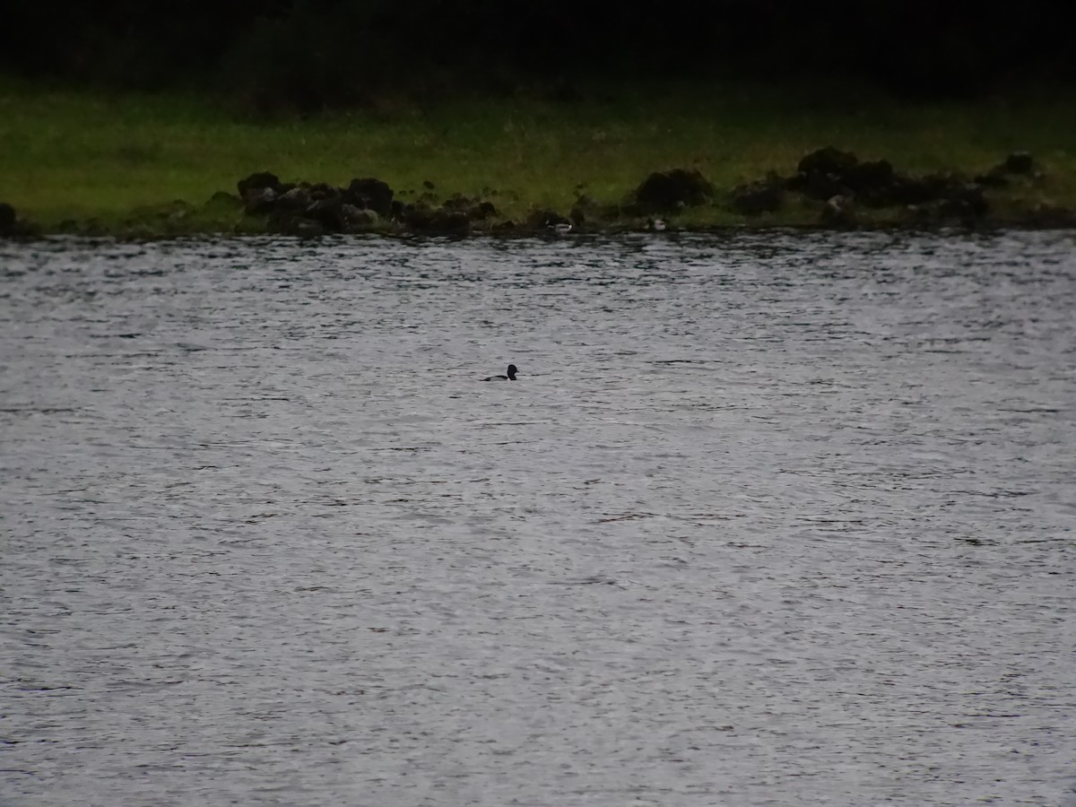 Ring-necked Duck - ML646513903