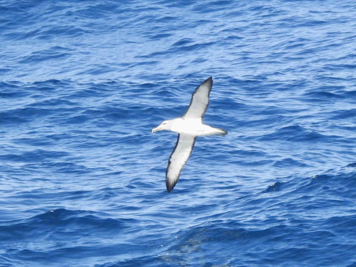 Salvin's Albatross - ML646513904