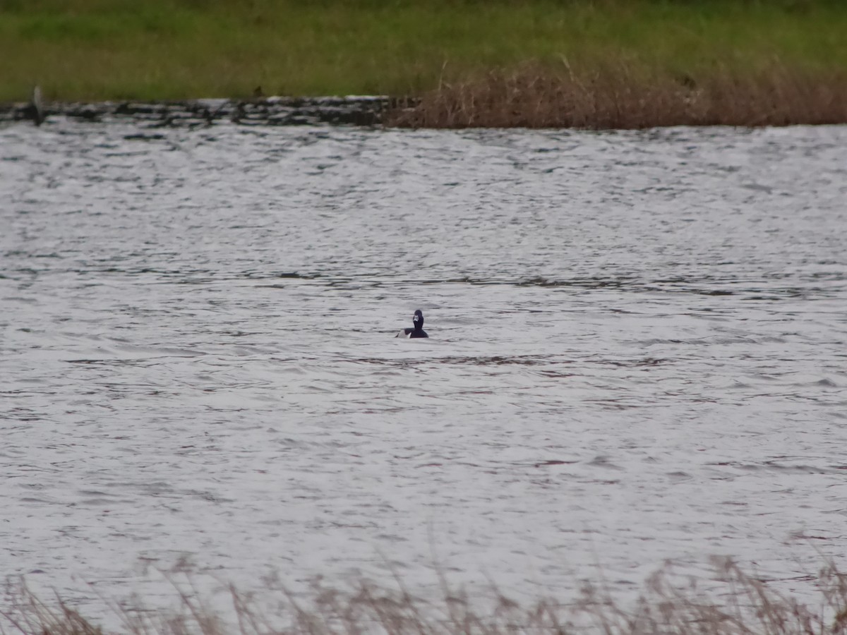 Ring-necked Duck - ML646513905