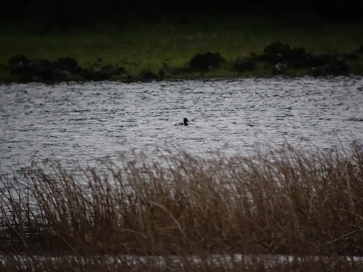 Ring-necked Duck - ML646513907