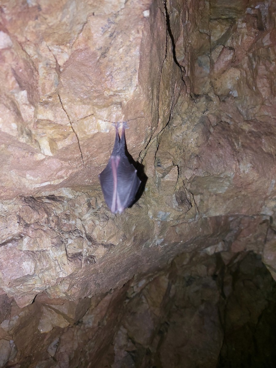 Lesser Horseshoe Bat - ML646513909
