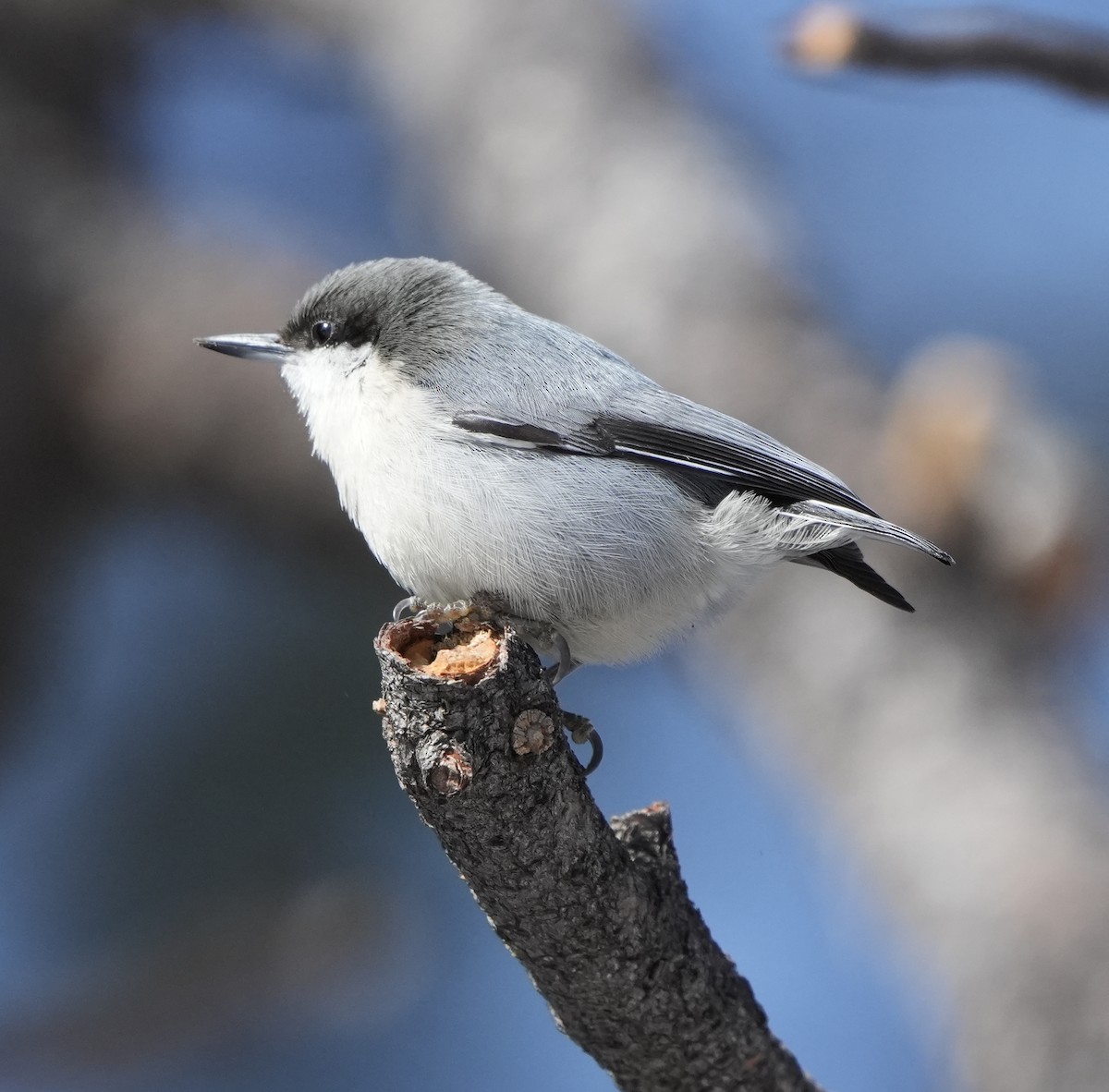 Pygmy Nuthatch - ML646513910