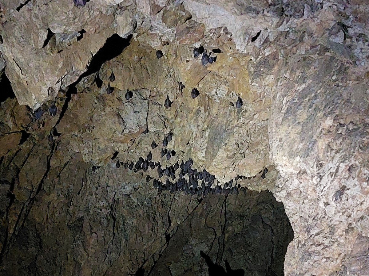 Lesser Horseshoe Bat - ML646513911