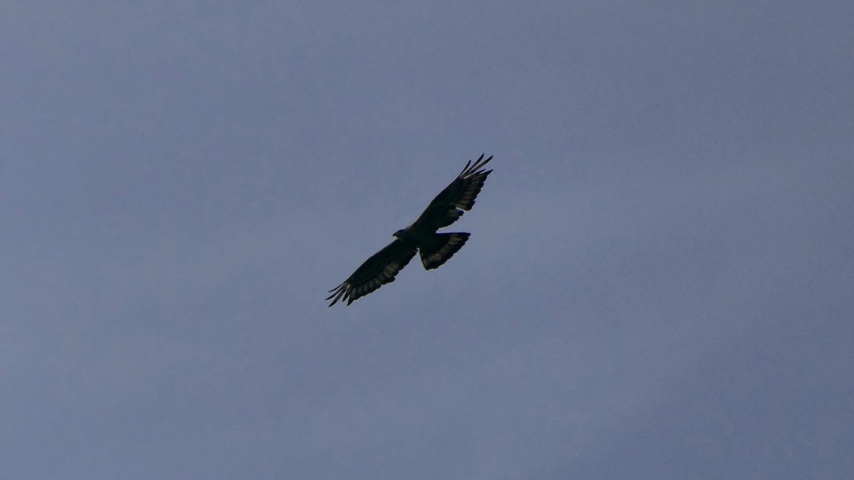 Oriental Honey-buzzard - ML646513912